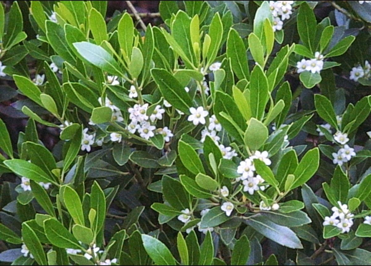 ILEX GLABRA (inkberry holly) Full Flat of 32 Plants